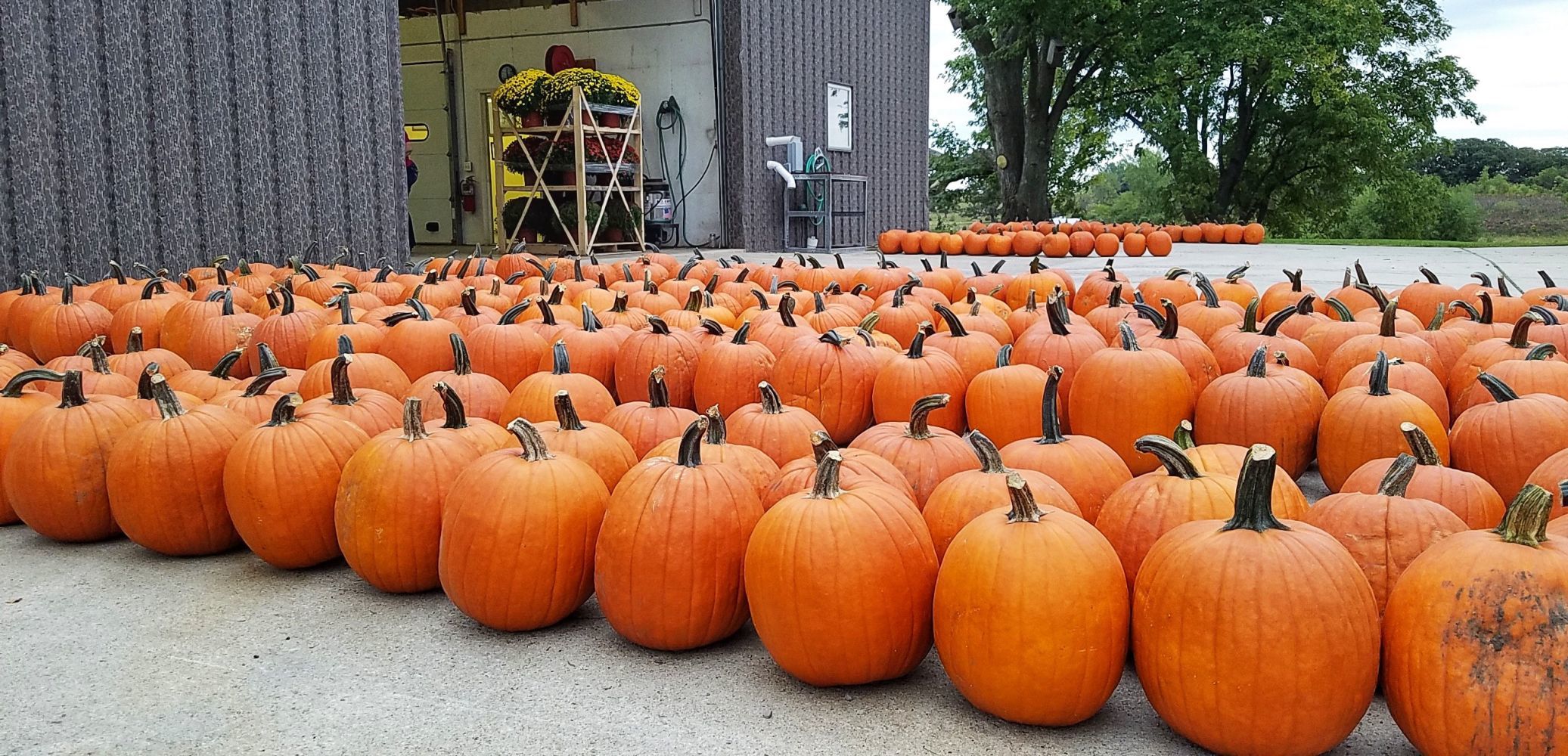 Pumpkin Patch 2